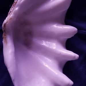 Sea Shell size 9 1/2" L × 5" W